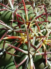 Thelocactus hexaedrophorus Cerano