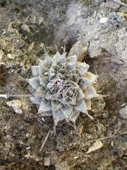 Turbinicarpus alonsoi Xich 2