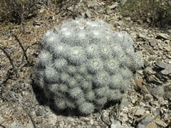 Mammillaria parkinsonii