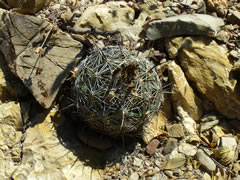 Coryphantha cornifera