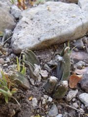 Ariocarpus agavoides ped La Providencia