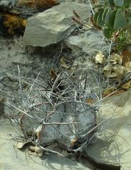 Astrophytum niveum Cuatro Cienegas