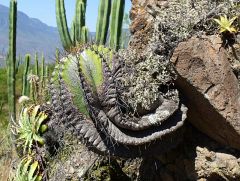 Astrophytum ornatum nad Aldama 2