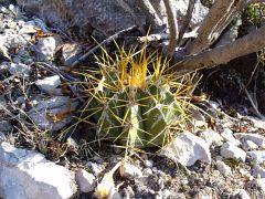 Astrophytum ornatum nad Presa de Zimapan 2