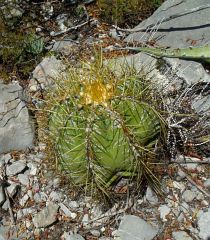 Astrophytum ornatum nad Presa de Zimapan 3