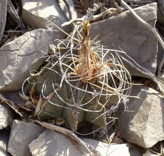 Astrophytum capricorne sanjuanense San Juan de Boquillas