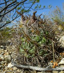 Coryphantha kracikii El Portento