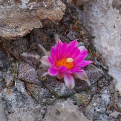 Ariocarpus fissuratus zpadn Ocampo