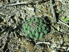 Coryphantha maiz-tablasensis San Francisco