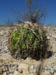 Coryphantha tripugionacantha Nogalitos