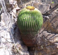 Echinocactus grusonii Arroyo Santiago