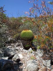 Echinocactus grusonii nad Presa de Zimapan