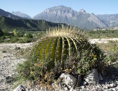 Echinocactus ingens za Rayones