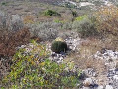 Echinocactus platyacanthus aff. Cerro Prieto