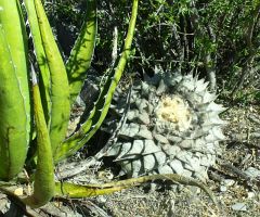 Ariocarpus retusus cristata La Luz