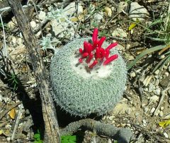 Epithelantha micromeris unguispina Mina 3