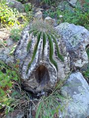 Ferocactus echidne victorienses Minas Asbestos po poru