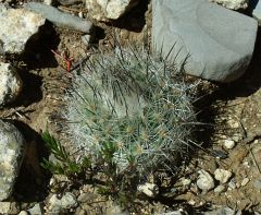 Gymnocactus beguinii forma Cerro El Potosí