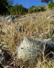 Gymnocactus beguinii forma za Lagunilla