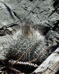Gymnocactus beguinii pailanus El Cedral