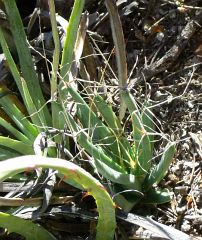 Leuchtenbergia principis za Palomas