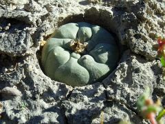 Lophophora koehresii za La Muralla