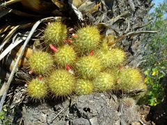 Mammillaria elongata echinaria Cerro Prieto