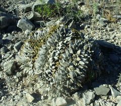 Ariocarpus retusus f. cristata La Luz