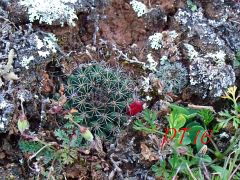 Mammillaria wiesingeri var apamensis, Sierra El Doctor