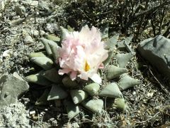 Ariocarpus retusus La Libertad