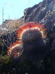 Mammillaria perezdelarosae-bombycina pechod Cienega