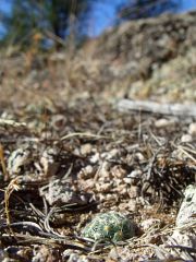 Mammillaria saboe El Terrero