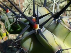 Myrtillocactus sp. Sierra El Cubo
