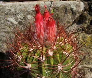 Dem. rhodacantha v.diamantina