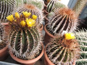 Uebelmannia buiningii zelená forma