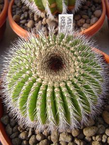 Uebelmannia crebispina