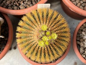 Uebelmannia eriocactoides