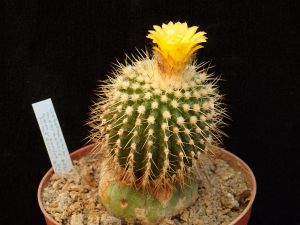 Uebelmannia meninensis