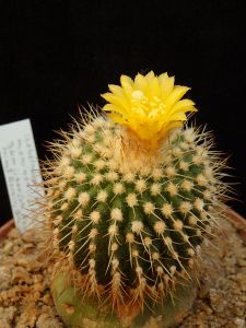 Uebelmannia meninensis