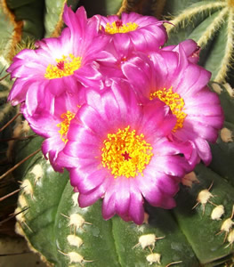 Notocactus uebelmannianum červený květ, foto Jiří Pešat