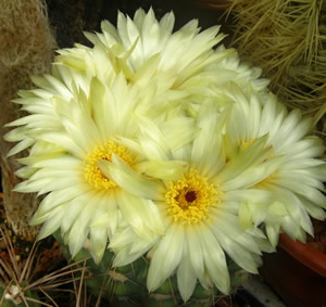 Notocactus uebelmannianus žlutý květ, foto Jiří Pešat