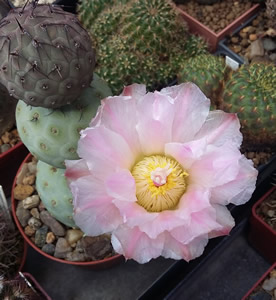 Tephrocactus geometricus, foto Jan Škalban