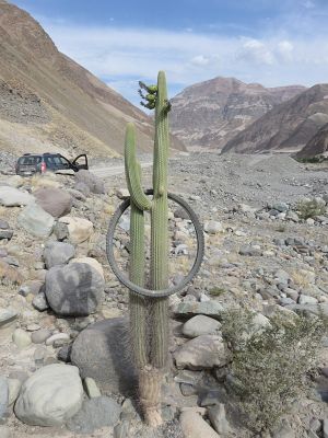 Browningia candelaris v ile, foto Albert Skrovan