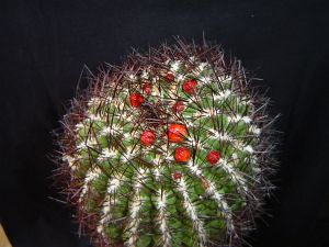 Oroya borchersii var nigrispina