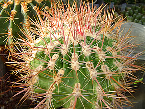 FEROCACTUS FORDII DJF