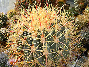 FEROCACTUS ACANTHODES JO