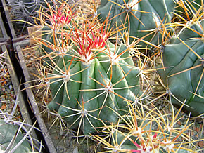 FEROCACTUS DIGUETII RED SP