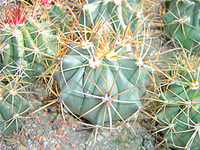 FEROCACTUS DIGUETII YELLOW SP