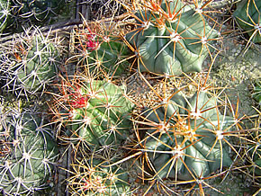FEROCACTUS DIGUETII