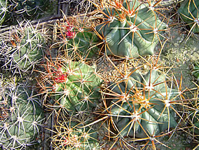 FEROCACTUS DIGUETII 